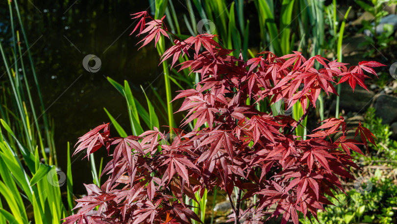 Скачать Японский клен Acer palmatum Atropurpureum на берегу красивого садового пруда. Молодые красные листья на размытом фоне листьев болотного ириса. Весенний ландшафтный сад. Концепция дизайна - природа. фотосток Ozero