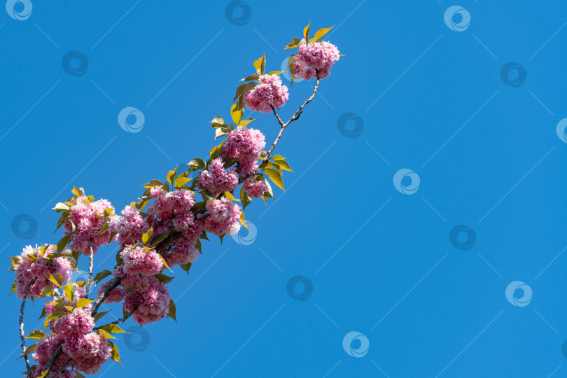 Скачать Дерево Канзан (Prunus serrulata) на фоне голубого неба. Ветка дерева с крупными розовыми цветами японской вишни. Городской парк Краснодара или парк Галицкого. Весна 2021 года. фотосток Ozero