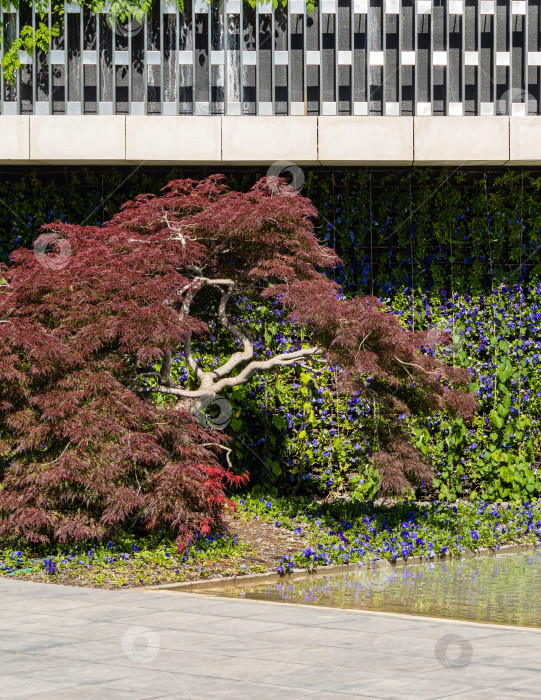 Скачать Изящное дерево Acer Palmatum Dissectum с красными листьями на берегу искусственного пруда. Стилизованный японский дворик в городском парке "Краснодар". фотосток Ozero