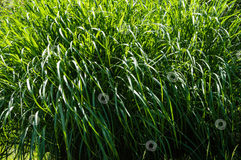 Скачать Красивая зеленая декоративная трава Miscanthus sinensis 'Gracillimus'. Крупный план. Китайский мискантус на переднем плане весеннего пейзажа в адлерском дендрарии "Южные культуры". фотосток Ozero