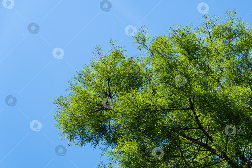 Скачать Таксодиум слизистый (Taxodium Huegelii Lawson), широко известный как лысый кипарис Монтесумы, в Адлерском дендрарии "Южные культуры". Зеленая листва кипариса Монтесумы на фоне голубого весеннего неба. фотосток Ozero