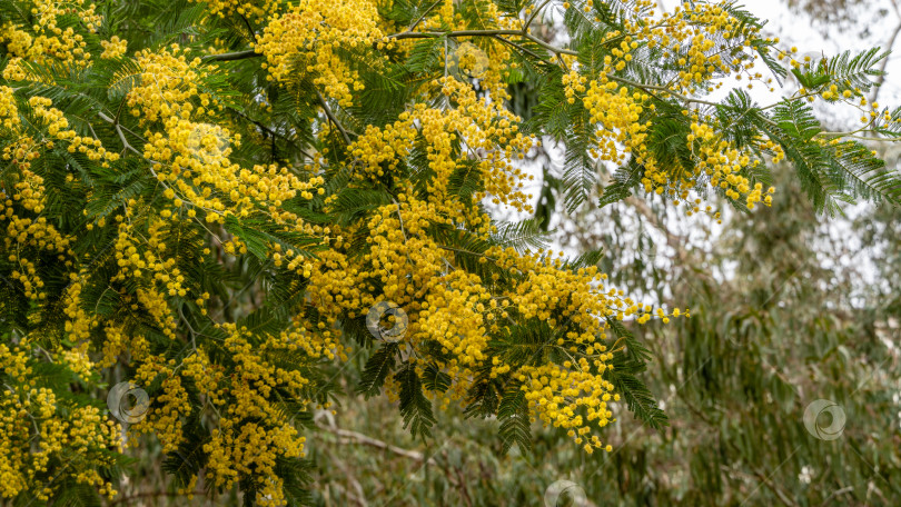 Скачать Мимоза Acacia dealbata (серебристая или голубая акация) в Адлерском дендрарии "Южные культуры". Желтые пушистые цветы на размытом фоне листьев эвкалипта. Выборочный фокус. Весна в Сочи. фотосток Ozero