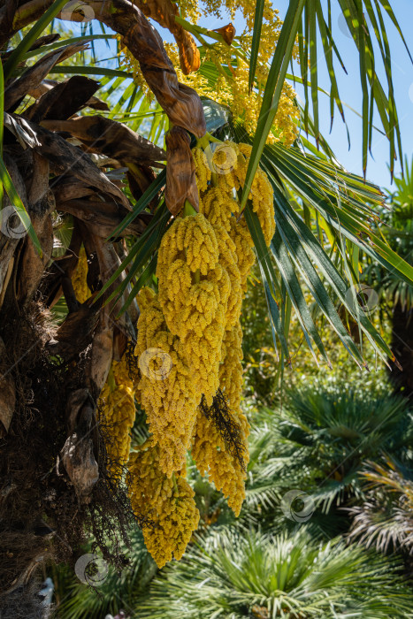 Скачать Цветущая китайская пальма ветряная мельница (Trachycarpus fortunei) или пальма Чусан в адлерском дендрарии "Южные культуры". Крупный план желтых цветов. Весна. Сириус (Адлер), Сочи. Концепция дизайна, основанная на природе. фотосток Ozero