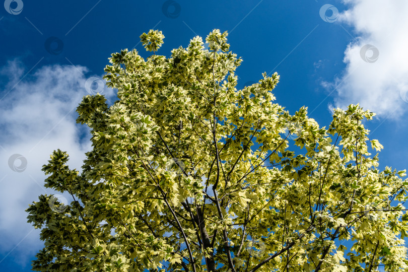 Скачать Зеленая и белая листва клена остролистного 'Drummondii' - Acer platanoides Variegata на фоне голубого летнего неба. Крупный план. Городской парк "Краснодар" или парк Галицкого. Лето 2021 года. фотосток Ozero