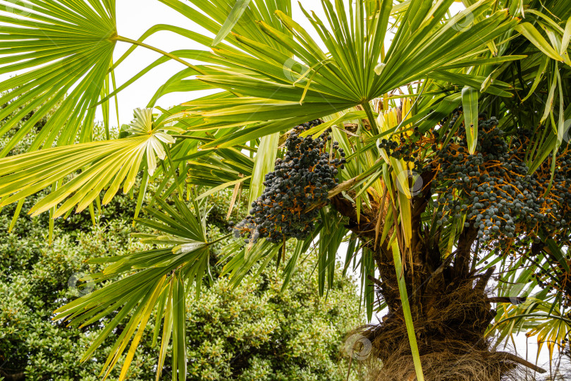 Скачать Китайская пальма, китайская ветряная мельница (Trachycarpus fortunei) или Чусанская пальма в весеннем парке-дендрарии "Южные культуры". Спелые синие плоды на пальме. Крупный план. Весна. Сириус (Адлер) Сочи. фотосток Ozero