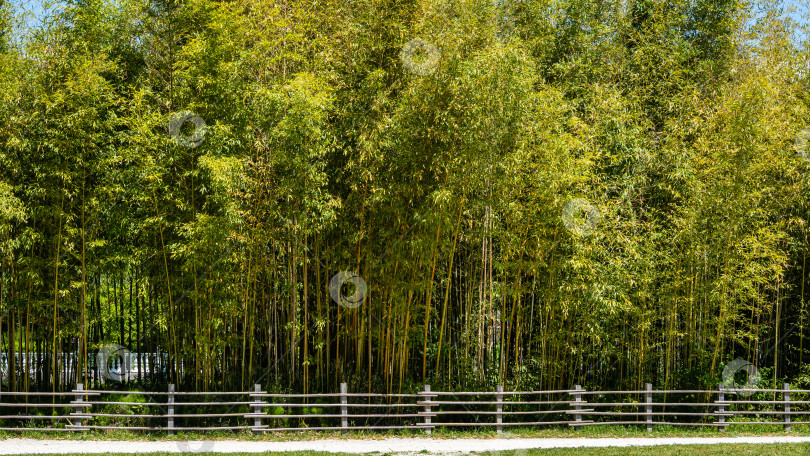 Скачать Заросли вечнозеленого изящного золотистого бамбука Phyllostachys aureosulcata в адлерском дендропарке "Южные культуры". Вдоль дорожек дендропарка растут толстые стволы золотистого бамбука фотосток Ozero