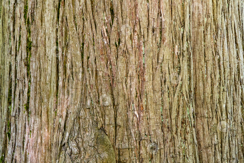 Скачать Таксодиум слизистый (Taxodium Huegelii Lawson), широко известный как лысый кипарис Монтесумы или кипарис Монтесумы - крупное вечнозеленое или полувечнозеленое дерево. фотосток Ozero