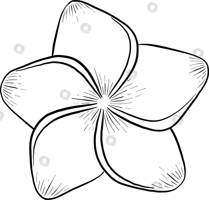 Скачать Набор нарисованных тушью тропических цветов, листьев и фруктов. Для меню, упаковки косметики и продуктов питания, книжек-раскрасок и гравюрных украшений. фотосток Ozero