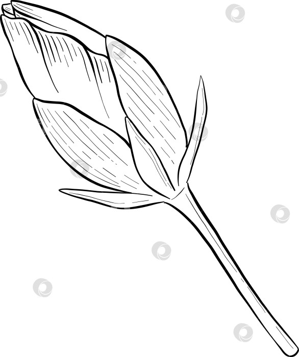 Скачать Набор нарисованных тушью тропических цветов, листьев и фруктов. Для меню, упаковки косметики и продуктов питания, книжек-раскрасок и гравюрных украшений. фотосток Ozero