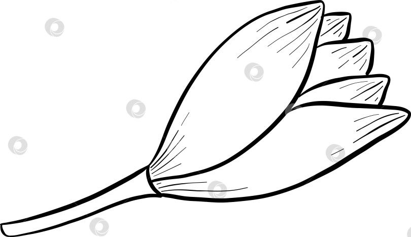 Скачать Набор нарисованных тушью тропических цветов, листьев и фруктов. Для меню, упаковки косметики и продуктов питания, книжек-раскрасок и гравюрных украшений. фотосток Ozero