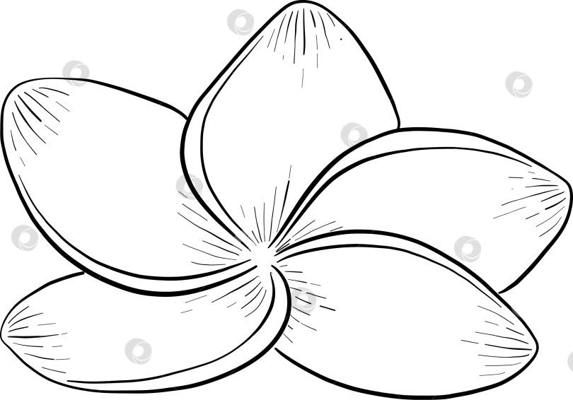 Скачать Набор нарисованных тушью тропических цветов, листьев и фруктов. Для меню, упаковки косметики и продуктов питания, книжек-раскрасок и гравюрных украшений. фотосток Ozero