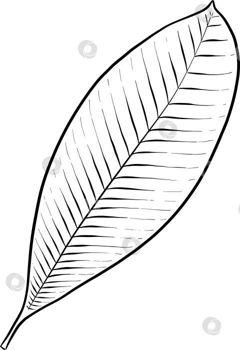 Скачать Набор нарисованных тушью тропических цветов, листьев и фруктов. Для меню, упаковки косметики и продуктов питания, книжек-раскрасок и гравюрных украшений. фотосток Ozero