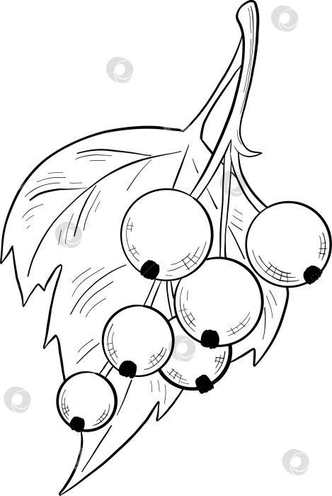 Скачать Набор нарисованных тушью тропических цветов, листьев и фруктов. Для меню, упаковки косметики и продуктов питания, книжек-раскрасок и гравюрных украшений. фотосток Ozero