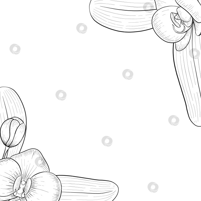 Скачать Набор нарисованных тушью тропических цветов, листьев и фруктов. Для меню, упаковки косметики и продуктов питания, книжек-раскрасок и гравюрных украшений. фотосток Ozero