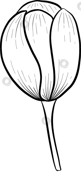 Скачать Набор нарисованных тушью тропических цветов, листьев и фруктов. Для меню, упаковки косметики и продуктов питания, книжек-раскрасок и гравюрных украшений. фотосток Ozero