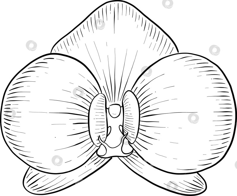 Скачать Набор нарисованных тушью тропических цветов, листьев и фруктов. Для меню, упаковки косметики и продуктов питания, книжек-раскрасок и гравюрных украшений. фотосток Ozero