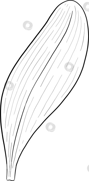 Скачать Набор нарисованных тушью тропических цветов, листьев и фруктов. Для меню, упаковки косметики и продуктов питания, книжек-раскрасок и гравюрных украшений. фотосток Ozero