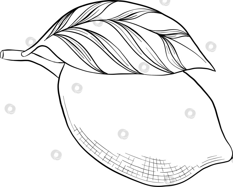 Скачать Набор нарисованных тушью тропических цветов, листьев и фруктов. Для меню, упаковки косметики и продуктов питания, книжек-раскрасок и гравюрных украшений. фотосток Ozero