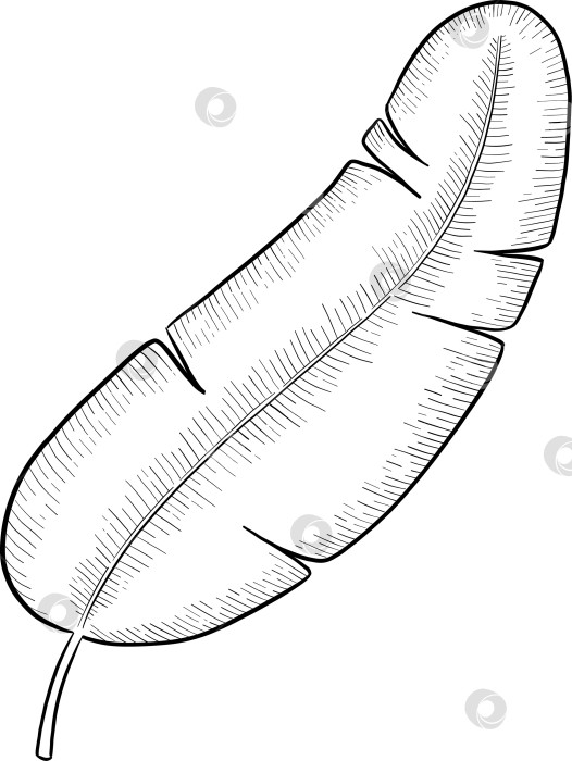 Скачать Набор нарисованных тушью тропических цветов, листьев и фруктов. Для меню, упаковки косметики и продуктов питания, книжек-раскрасок и гравюрных украшений. фотосток Ozero