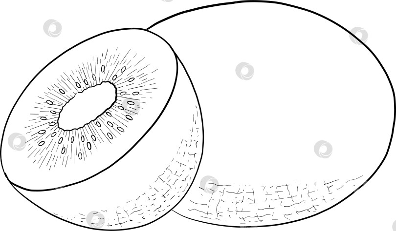 Скачать Набор нарисованных тушью тропических цветов, листьев и фруктов. Для меню, упаковки косметики и продуктов питания, книжек-раскрасок и гравюрных украшений. фотосток Ozero