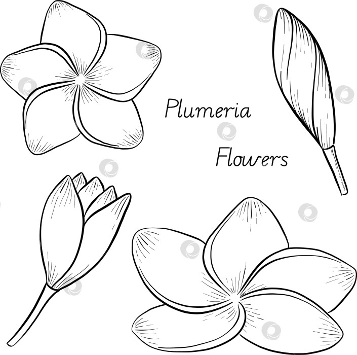 Скачать Набор нарисованных тушью тропических цветов, листьев и фруктов. Для меню, упаковки косметики и продуктов питания, книжек-раскрасок и гравюрных украшений. фотосток Ozero
