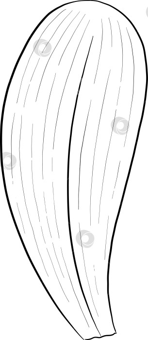 Скачать Набор нарисованных тушью тропических цветов, листьев и фруктов. Для меню, упаковки косметики и продуктов питания, книжек-раскрасок и гравюрных украшений. фотосток Ozero