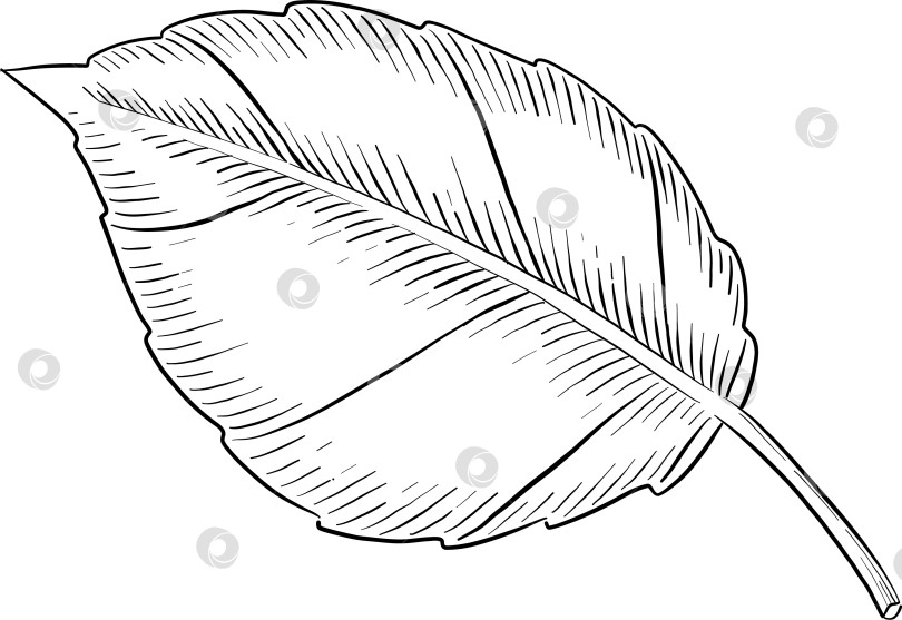 Скачать Набор нарисованных тушью тропических цветов, листьев и фруктов. Для меню, упаковки косметики и продуктов питания, книжек-раскрасок и гравюрных украшений. фотосток Ozero