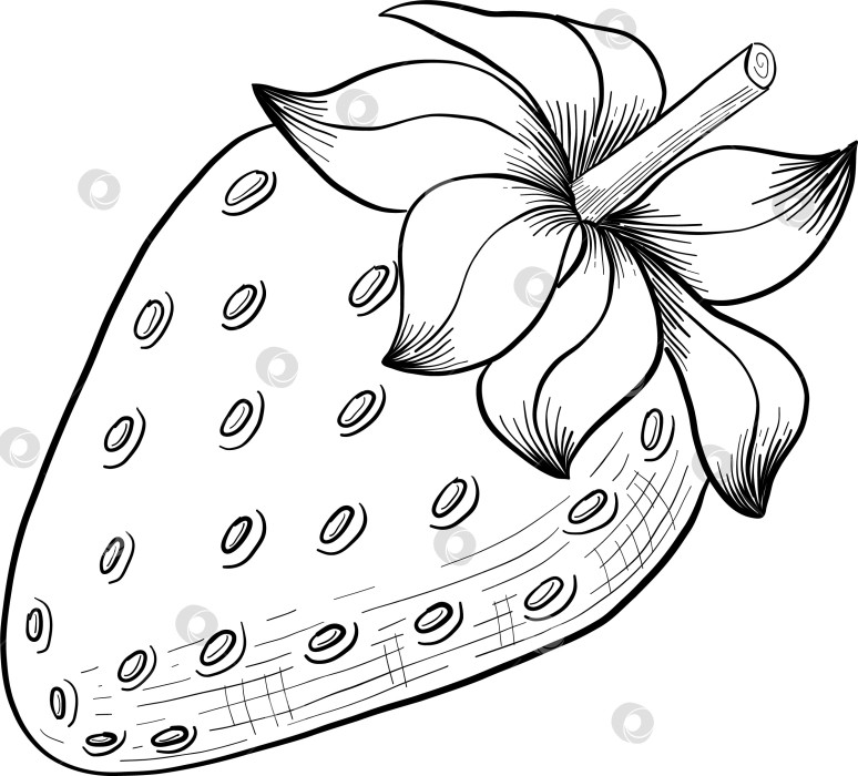 Скачать Набор нарисованных тушью тропических цветов, листьев и фруктов. Для меню, упаковки косметики и продуктов питания, книжек-раскрасок и гравюрных украшений. фотосток Ozero