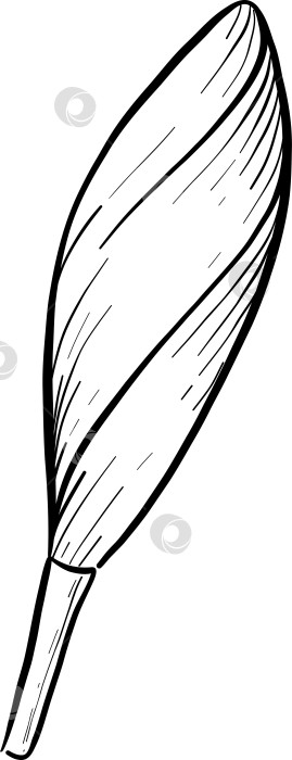 Скачать Набор нарисованных тушью тропических цветов, листьев и фруктов. Для меню, упаковки косметики и продуктов питания, книжек-раскрасок и гравюрных украшений. фотосток Ozero