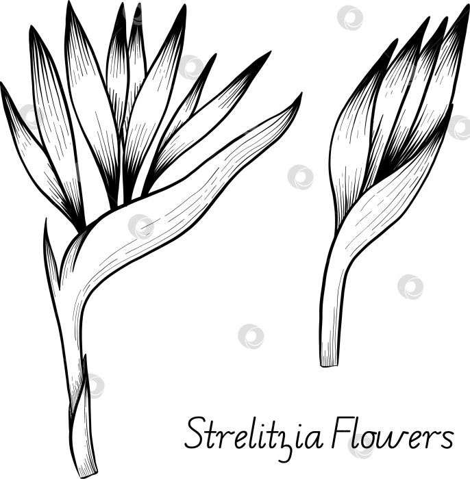 Скачать Набор нарисованных тушью тропических цветов, листьев и фруктов. Для меню, упаковки косметики и продуктов питания, книжек-раскрасок и гравюрных украшений. фотосток Ozero