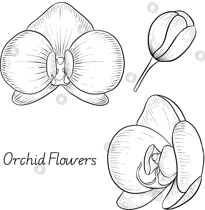 Скачать Набор нарисованных тушью тропических цветов, листьев и фруктов. Для меню, упаковки косметики и продуктов питания, книжек-раскрасок и гравюрных украшений. фотосток Ozero