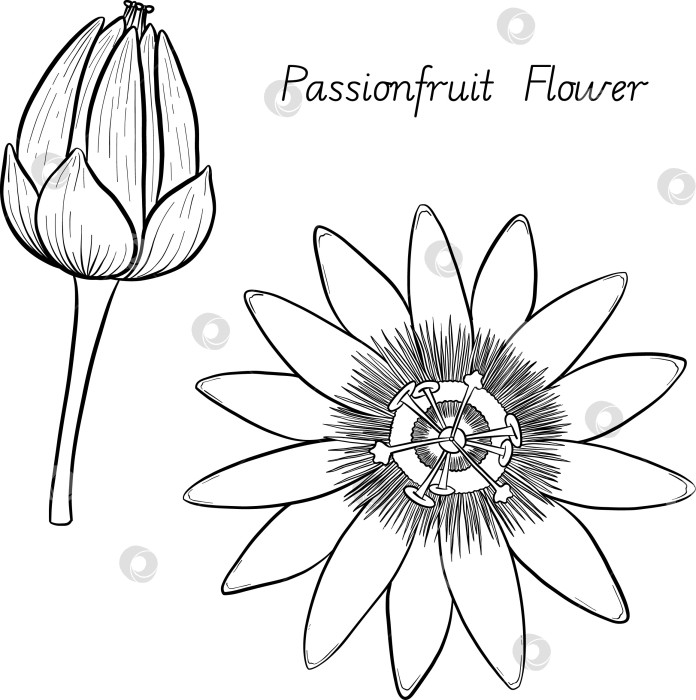 Скачать Набор нарисованных тушью тропических цветов, листьев и фруктов. Для меню, упаковки косметики и продуктов питания, книжек-раскрасок и гравюрных украшений. фотосток Ozero