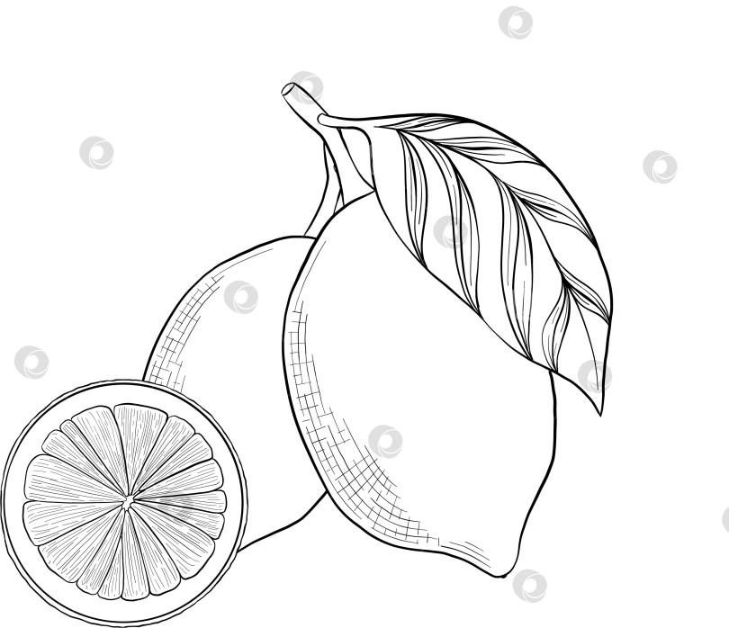 Скачать Набор нарисованных тушью тропических цветов, листьев и фруктов. Для меню, упаковки косметики и продуктов питания, книжек-раскрасок и гравюрных украшений. фотосток Ozero