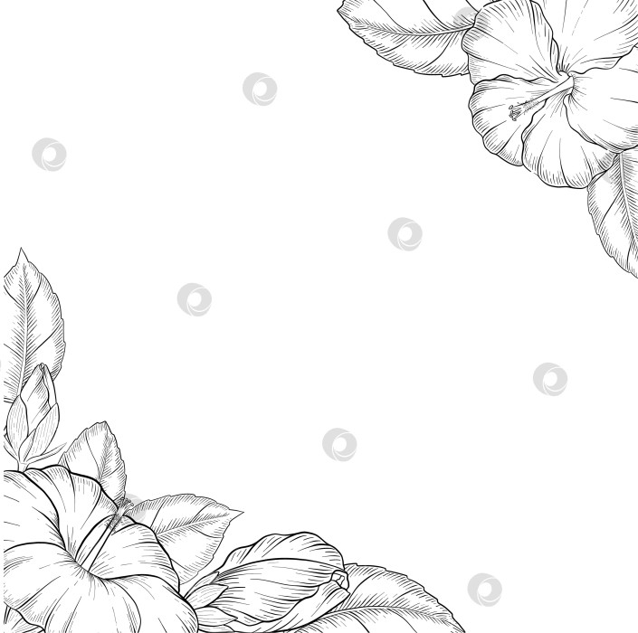 Скачать Набор нарисованных тушью тропических цветов, листьев и фруктов. Для меню, упаковки косметики и продуктов питания, книжек-раскрасок и гравюрных украшений. фотосток Ozero