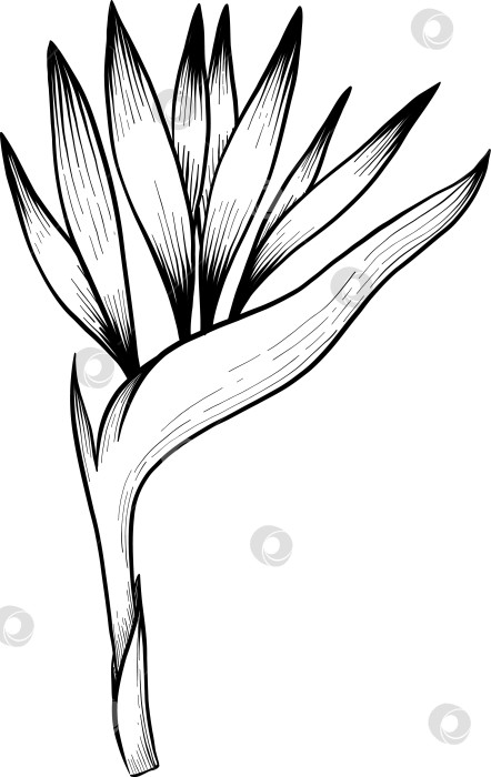 Скачать Набор нарисованных тушью тропических цветов, листьев и фруктов. Для меню, упаковки косметики и продуктов питания, книжек-раскрасок и гравюрных украшений. фотосток Ozero