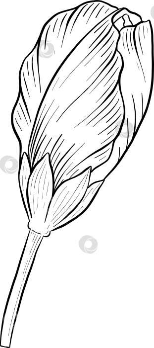 Скачать Набор нарисованных тушью тропических цветов, листьев и фруктов. Для меню, упаковки косметики и продуктов питания, книжек-раскрасок и гравюрных украшений. фотосток Ozero