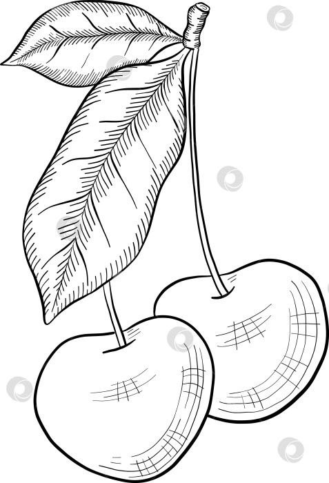 Скачать Набор нарисованных тушью тропических цветов, листьев и фруктов. Для меню, упаковки косметики и продуктов питания, книжек-раскрасок и гравюрных украшений. фотосток Ozero