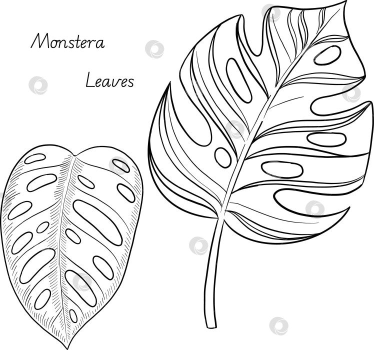 Скачать Набор нарисованных тушью тропических цветов, листьев и фруктов. Для меню, упаковки косметики и продуктов питания, книжек-раскрасок и гравюрных украшений. фотосток Ozero