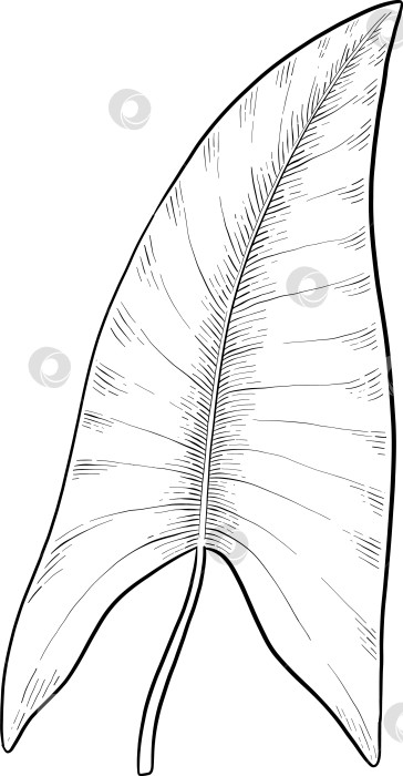 Скачать Набор нарисованных тушью тропических цветов, листьев и фруктов. Для меню, упаковки косметики и продуктов питания, книжек-раскрасок и гравюрных украшений. фотосток Ozero