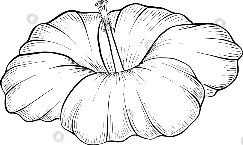 Скачать Набор нарисованных тушью тропических цветов, листьев и фруктов. Для меню, упаковки косметики и продуктов питания, книжек-раскрасок и гравюрных украшений. фотосток Ozero