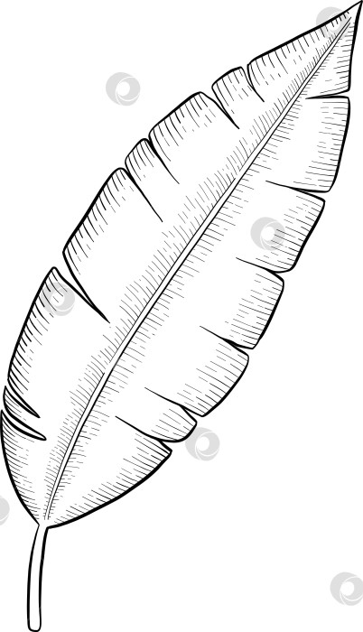 Скачать Набор нарисованных тушью тропических цветов, листьев и фруктов. Для меню, упаковки косметики и продуктов питания, книжек-раскрасок и декоративных гравюр. фотосток Ozero