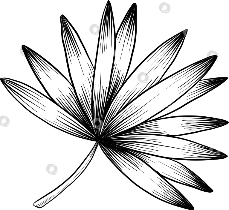 Скачать Набор нарисованных тушью тропических цветов, листьев и фруктов. Для меню, упаковки косметики и продуктов питания, книжек-раскрасок и гравюрных украшений. фотосток Ozero