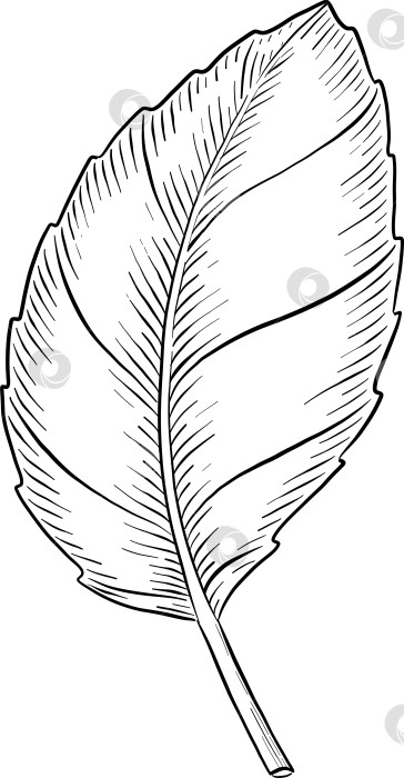 Скачать Набор нарисованных тушью тропических цветов, листьев и фруктов. Для меню, упаковки косметики и продуктов питания, книжек-раскрасок и гравюрных украшений. фотосток Ozero