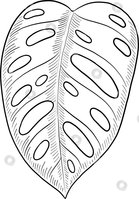 Скачать Набор нарисованных тушью тропических цветов, листьев и фруктов. Для меню, упаковки косметики и продуктов питания, книжек-раскрасок и гравюрных украшений. фотосток Ozero