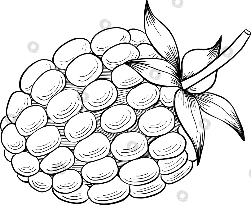 Скачать Набор нарисованных тушью тропических цветов, листьев и фруктов. Для меню, упаковки косметики и продуктов питания, книжек-раскрасок и гравюрных украшений. фотосток Ozero