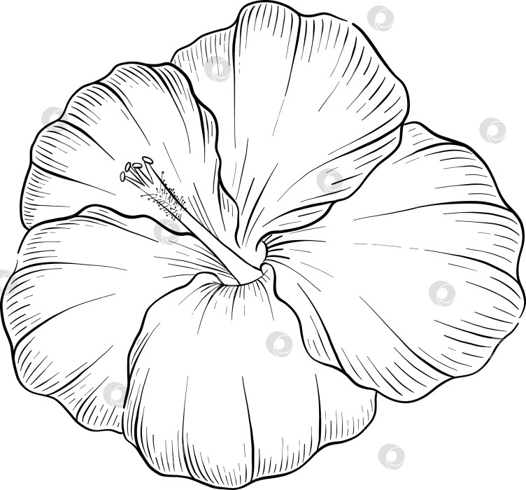 Скачать Набор нарисованных тушью тропических цветов, листьев и фруктов. Для меню, упаковки косметики и продуктов питания, книжек-раскрасок и гравюрных украшений. фотосток Ozero