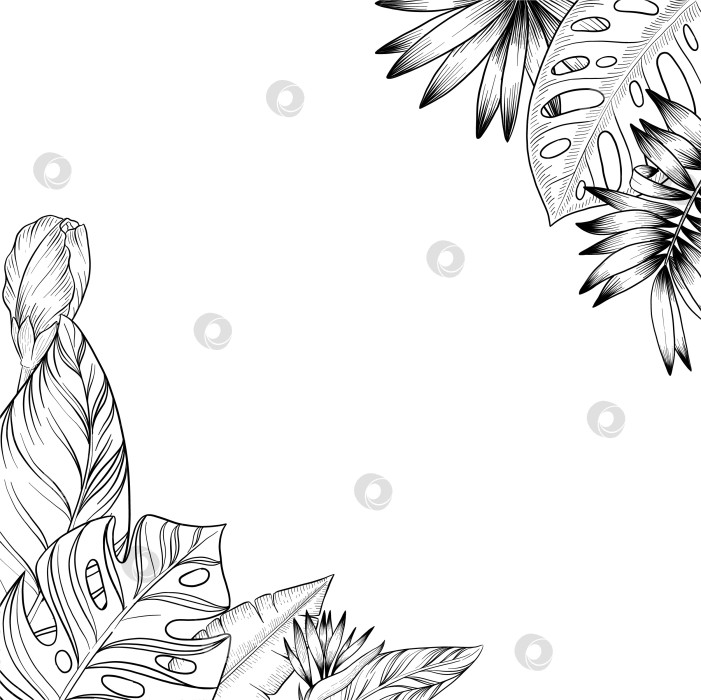 Скачать Набор нарисованных тушью тропических цветов, листьев и фруктов. Для меню, упаковки косметики и продуктов питания, книжек-раскрасок и гравюрных украшений. фотосток Ozero