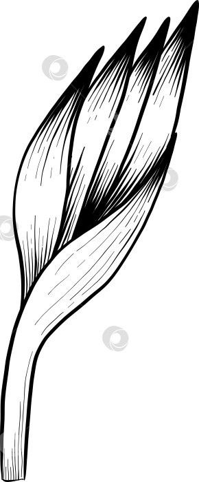 Скачать Набор нарисованных тушью тропических цветов, листьев и фруктов. Для меню, упаковки косметики и продуктов питания, книжек-раскрасок и гравюрных украшений. фотосток Ozero