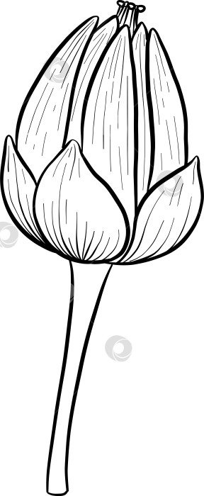 Скачать Набор нарисованных тушью тропических цветов, листьев и фруктов. Для меню, упаковки косметики и продуктов питания, книжек-раскрасок и гравюрных украшений. фотосток Ozero