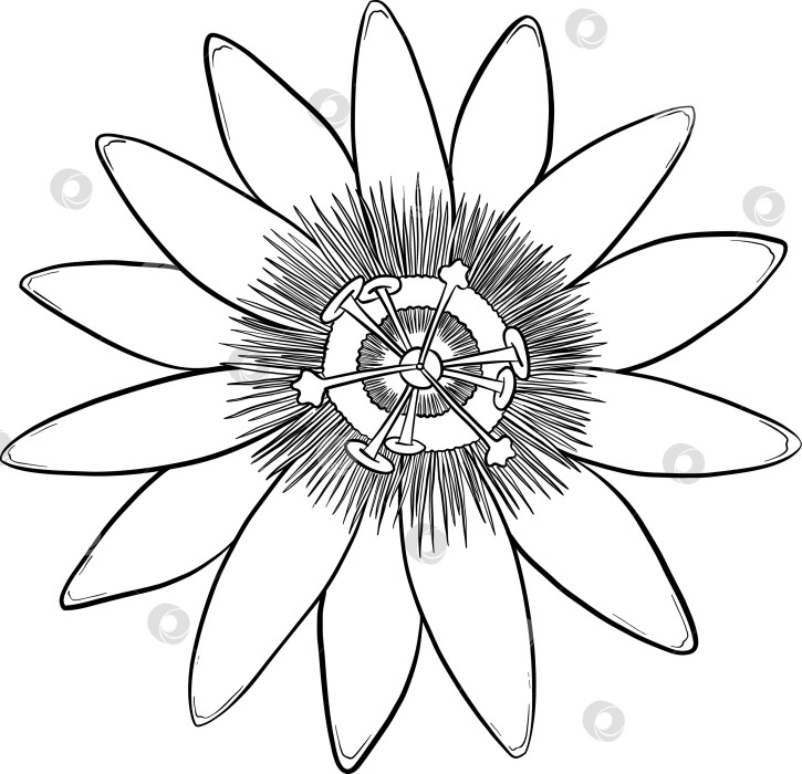 Скачать Набор нарисованных тушью тропических цветов, листьев и фруктов. Для меню, упаковки косметики и продуктов питания, книжек-раскрасок и гравюрных украшений. фотосток Ozero